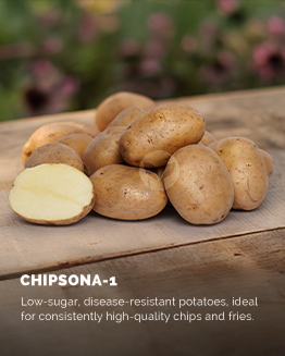 Chipsona-1